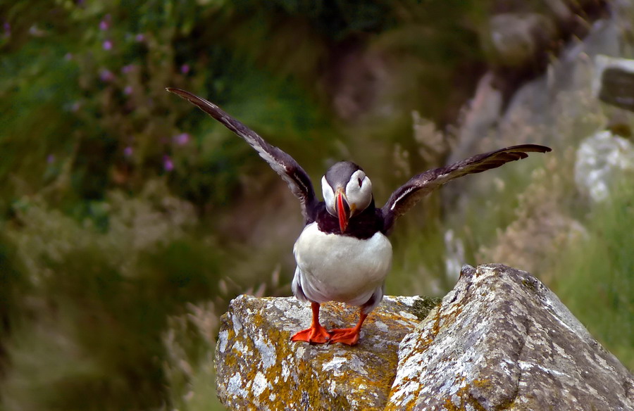Puffin!