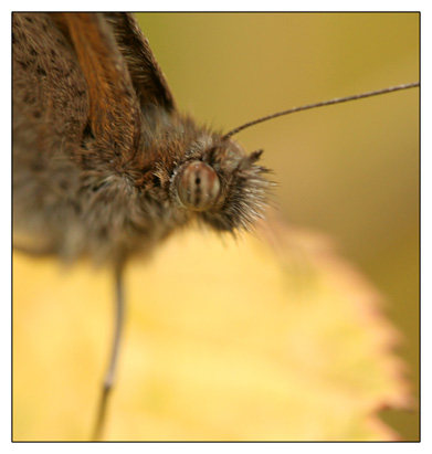 Close butterfly macro