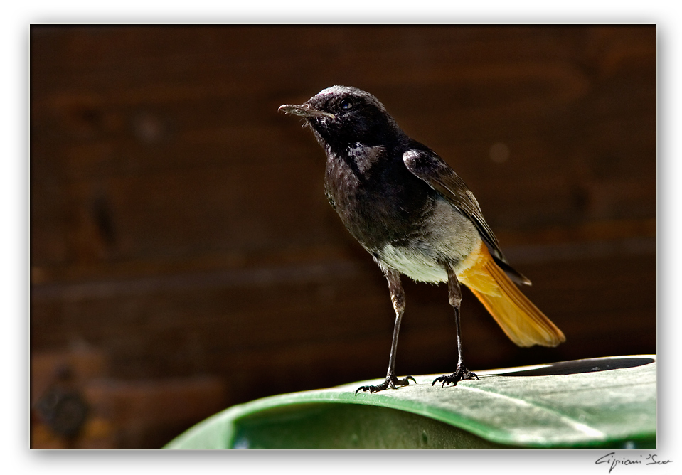 Codirosso spazzacamino.