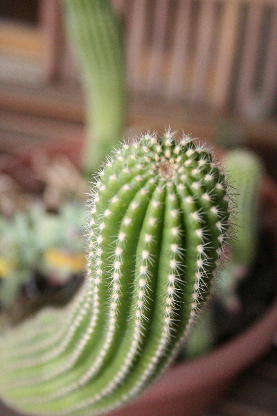 cactus