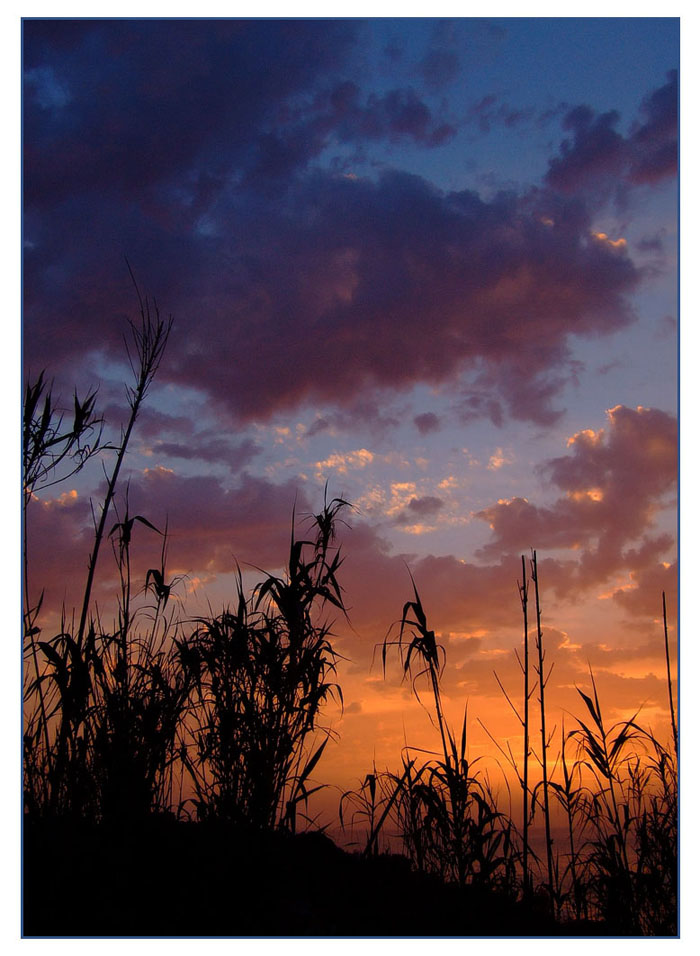 i colori del tramonto sbirciando tra le frasche ^_^