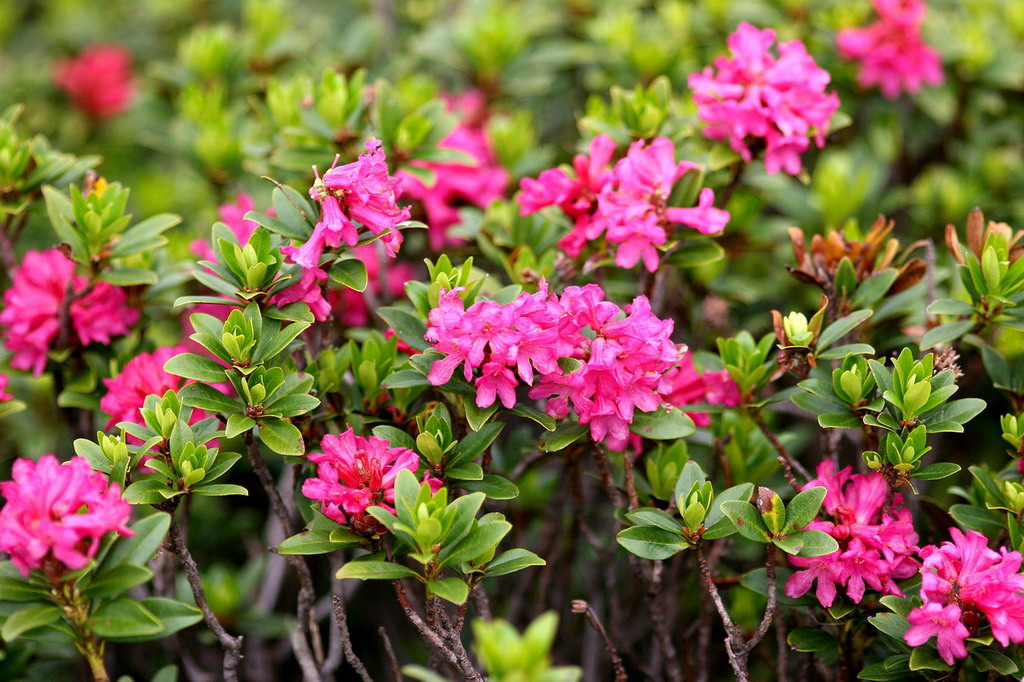 Rododendri - Reportage Trodo dei fiori, Trentino