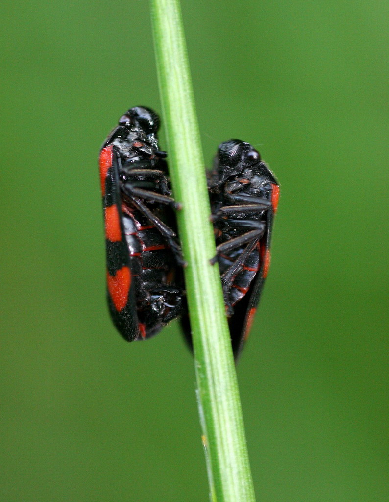 Abbraccio sullo stelo