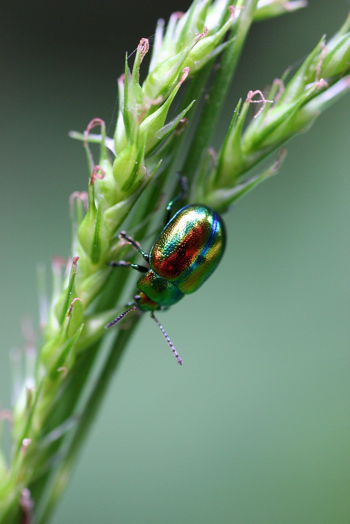 Coleottero variopinto