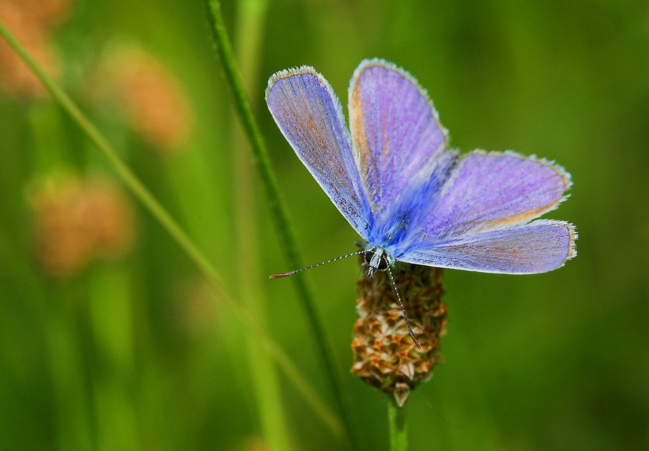 Cianiris meravigliosa.