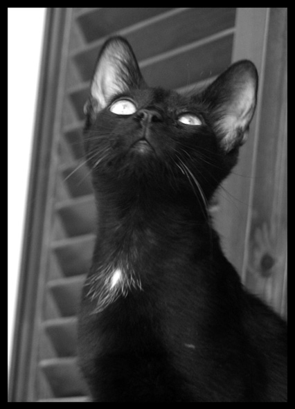 m� ti acchiappo...