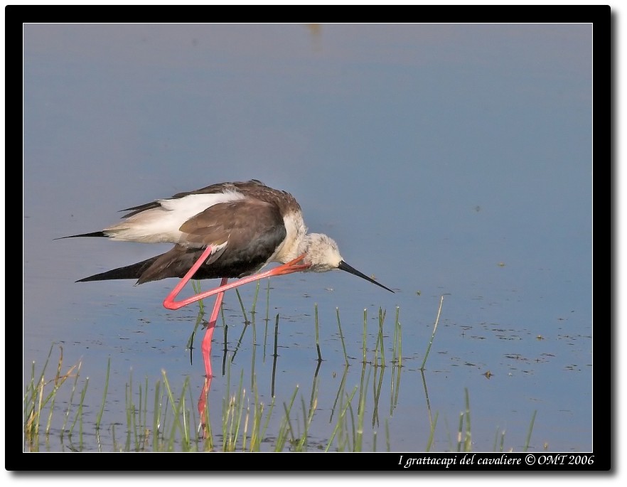 I grattacapi del cavaliere
