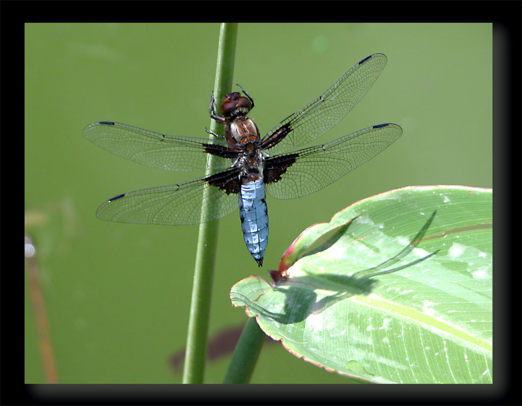 LIBELLULA