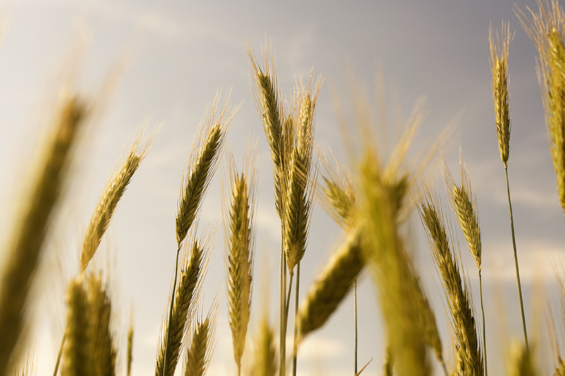 spighe dorate dal sole