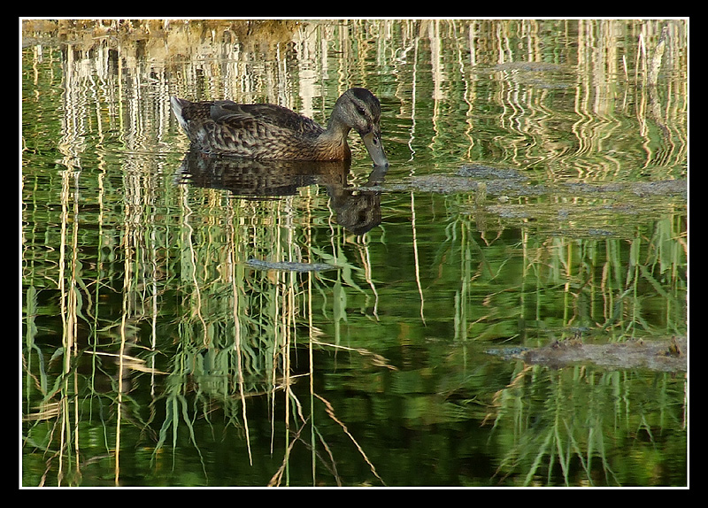 germano reale (femmina)
