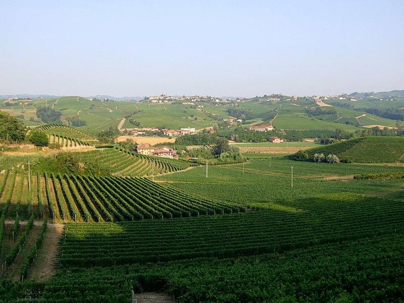 Terre di vini.