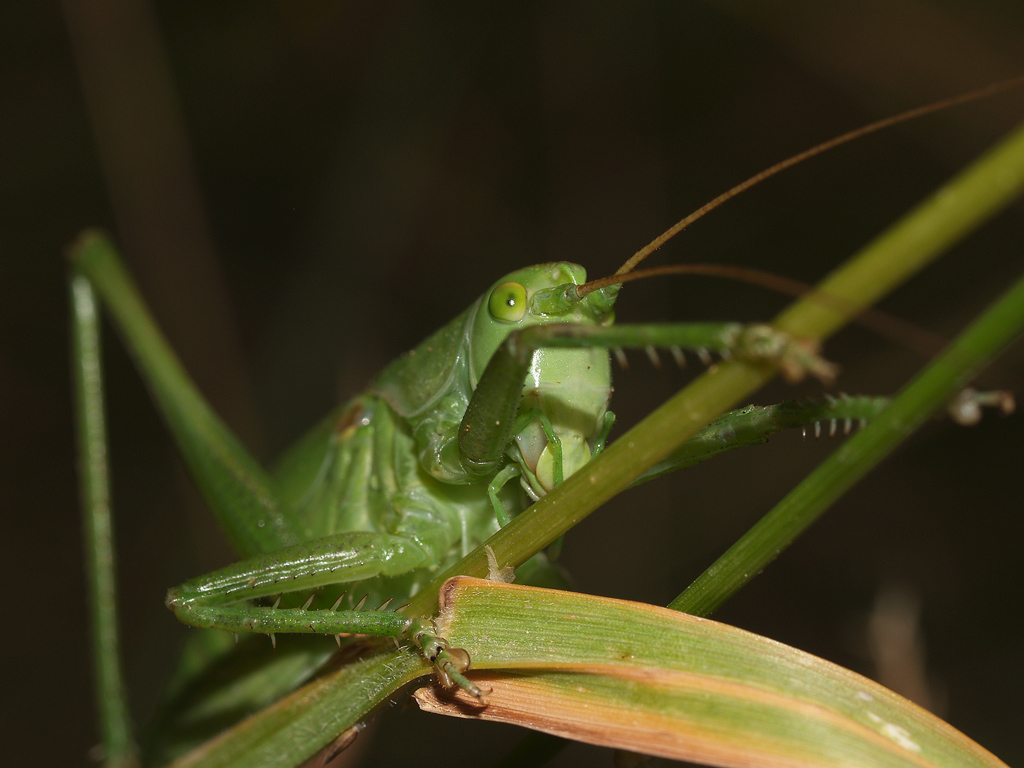 Barbitistes fischeri 1