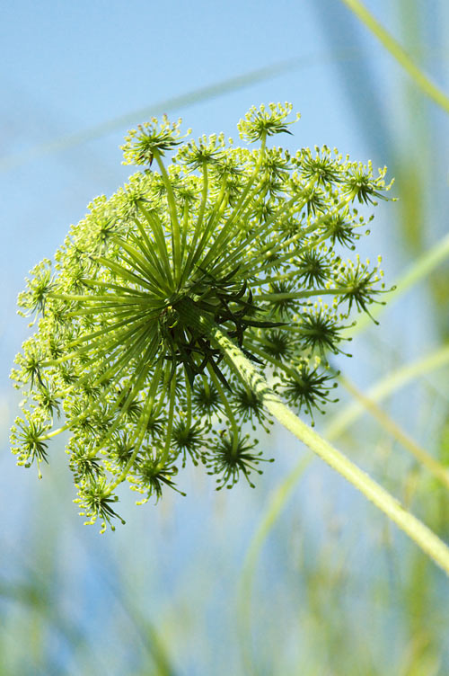Umbelliferae