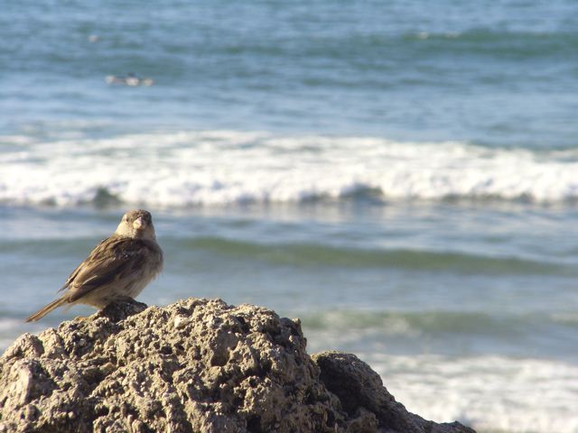 Uccellino in vacanza