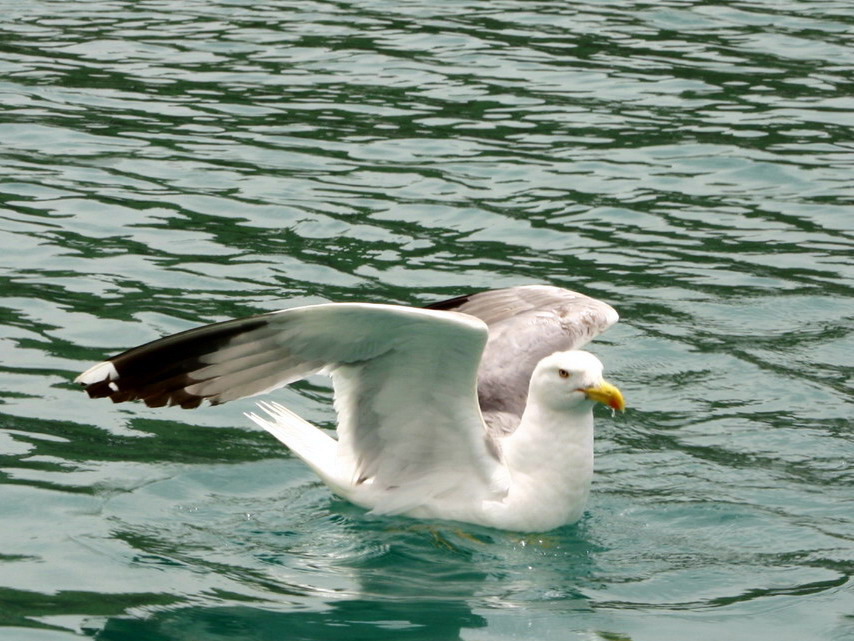 Arrrivoooooooooooooooooo