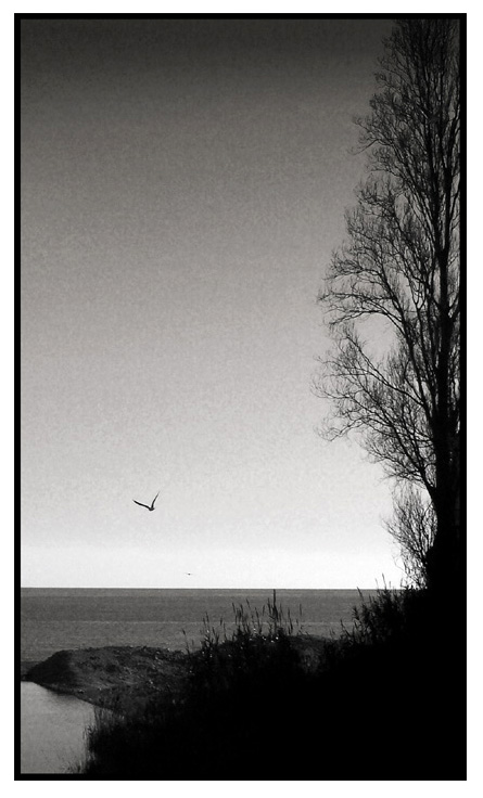 ::: LIBERO DI VOLARE :::