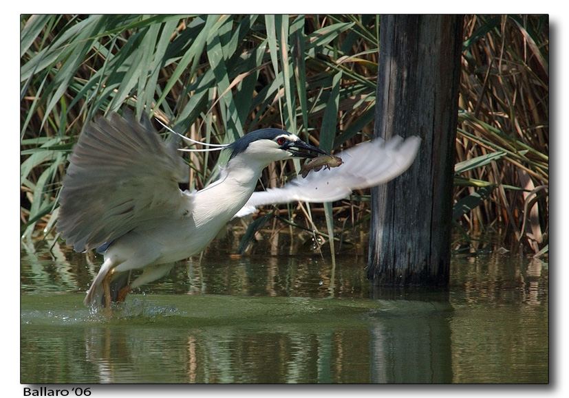Nitticora con pranzo