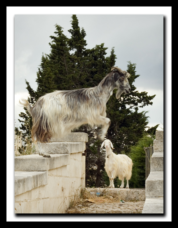 ..vedi come salta pap�...!!!