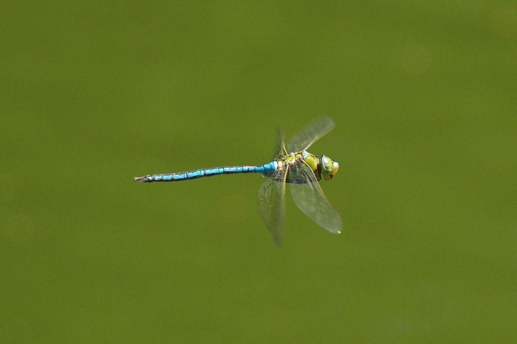 Libellula in volo