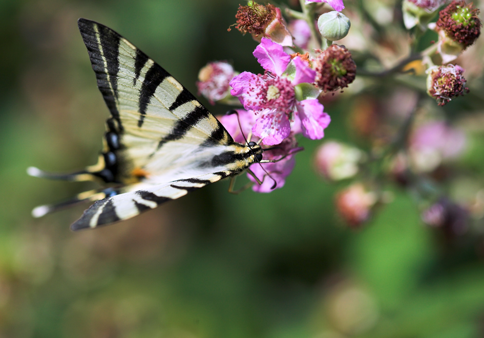 podalirium contorsionista.
