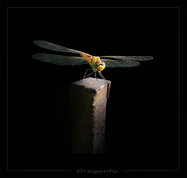 Dragonfly