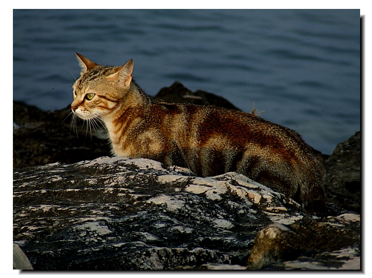 Gatto tra gli scogli