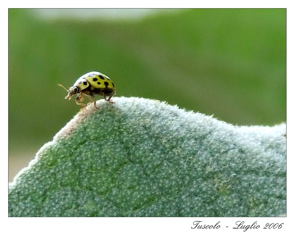 Coccinella pronta al decollo