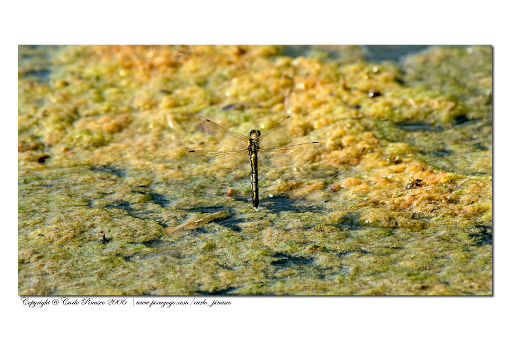 Libellula mentre depone le uova
