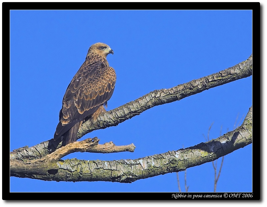 Nibbio in posa canonica