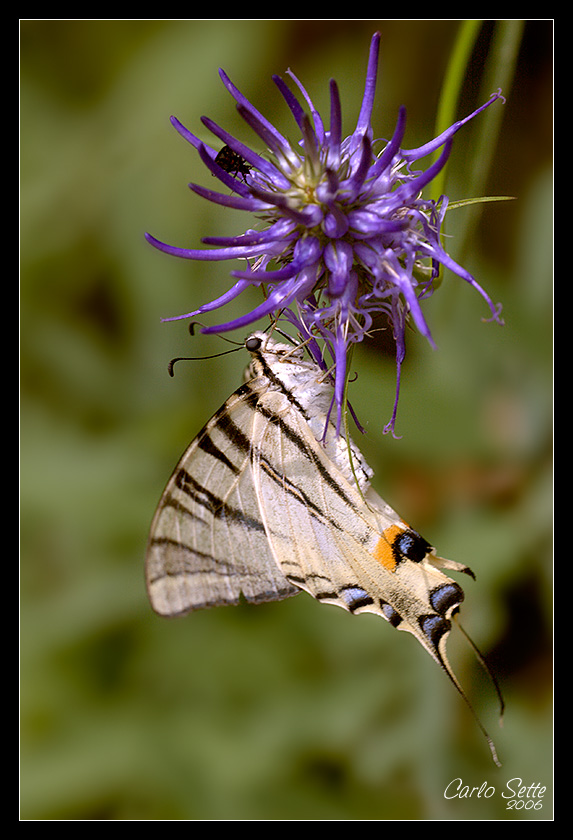 phiclides podalirius a colazione!