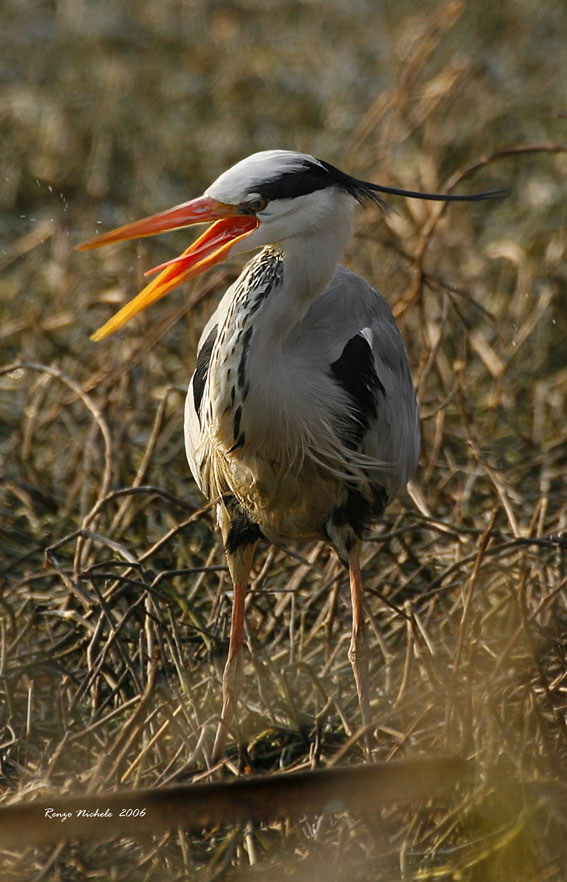 Airone Cenerino arabbiato