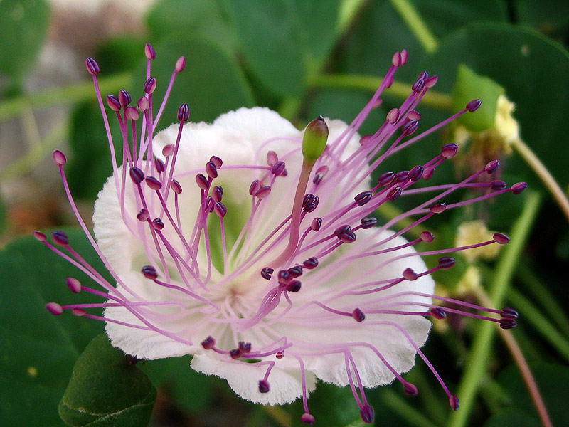 fiore di cappero