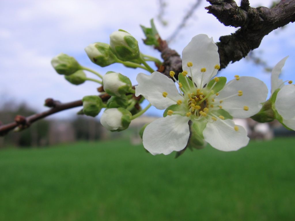 Prima che sia frutto....