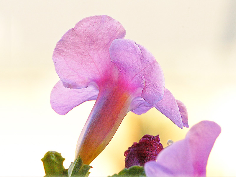 Fiore da bulbo di Alessandro (3 anni)