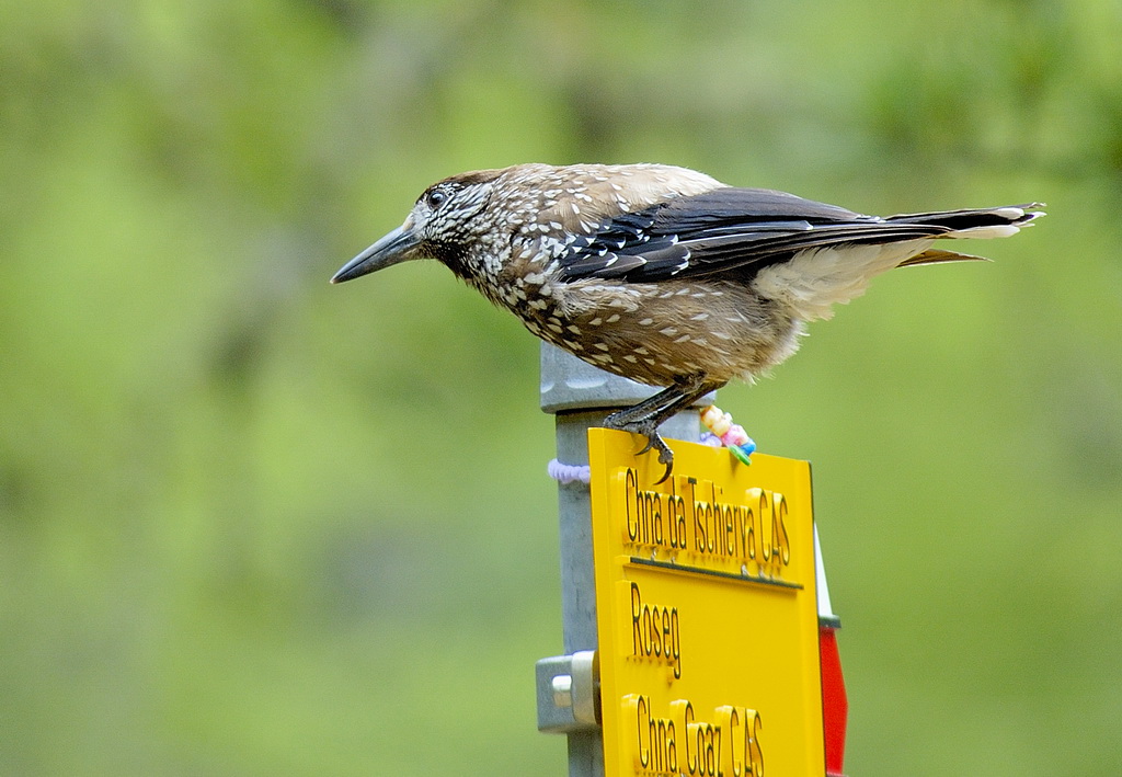 Guida Alpina Svizzera