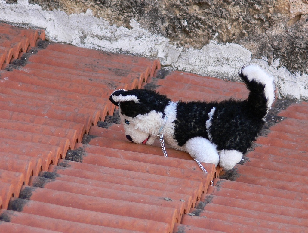 NON ABBANDONATE GLI ANIMALI...SUI TETTI...