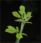 Leaf Leaf