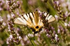 butterfly butterfly