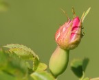 Rosa Canina Rosa Canina