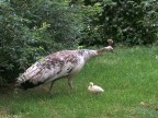 Mamma, quando la potrò fare anche io la ruota? Mamma, quando la potrò fare anche io la ruota?