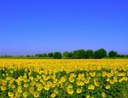 campagna cremonese, campagna cremonese,