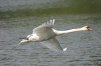 Cigno in volo Cigno in volo
