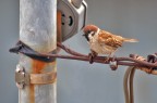 Passero Passero