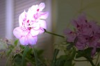 Fiore Fiore