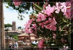 Flora ai Fori Imperiali Flora ai Fori Imperiali