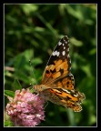 Butterfly (VANESSA) Butterfly (VANESSA)