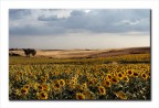 Giallo......all'imbrunire Giallo......all'imbrunire