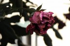 Dead Rose Dead Rose
