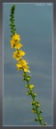 Fiore_02 Fiore_02