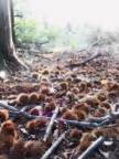la magia di un bosco la magia di un bosco